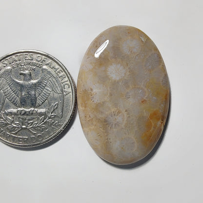 Fossil Coral gemstone cabochon - natural crystal healing stone for jewelry making by Gemivra