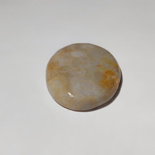 Fossil Coral