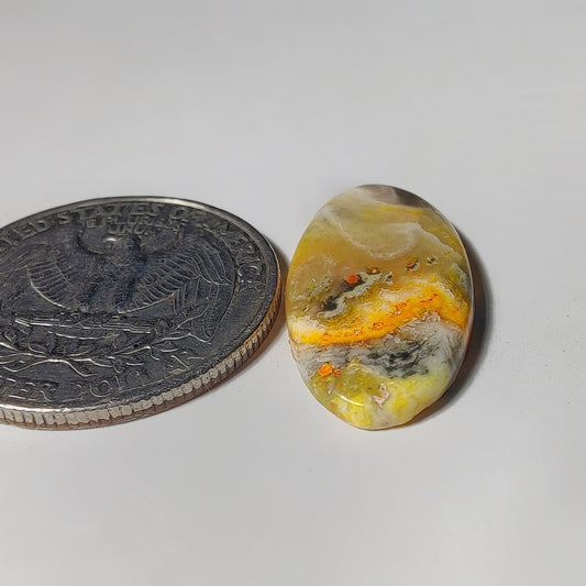 Bumblebee Jasper