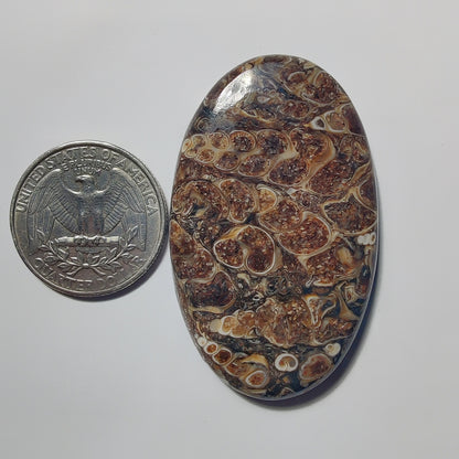 Turritella Agate gemstone cabochon - natural crystal healing stone for jewelry making by Gemivra