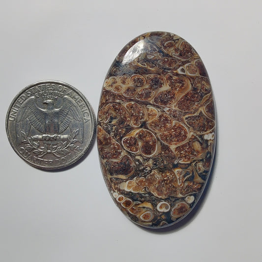 Turritella Agate gemstone cabochon - natural crystal healing stone for jewelry making by Gemivra