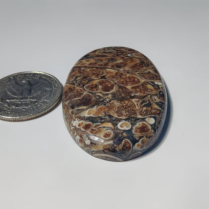 Turritella Agate