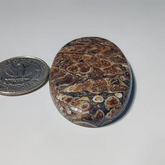 Turritella Agate