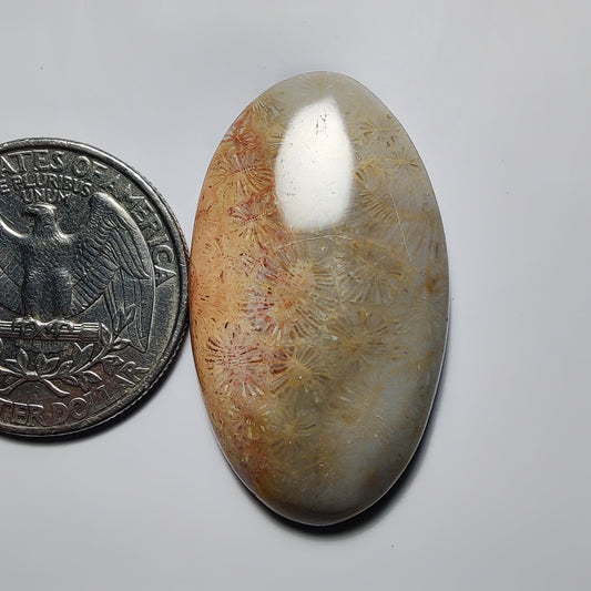 Fossil Coral