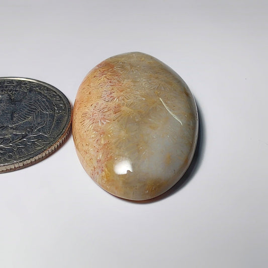 Fossil Coral