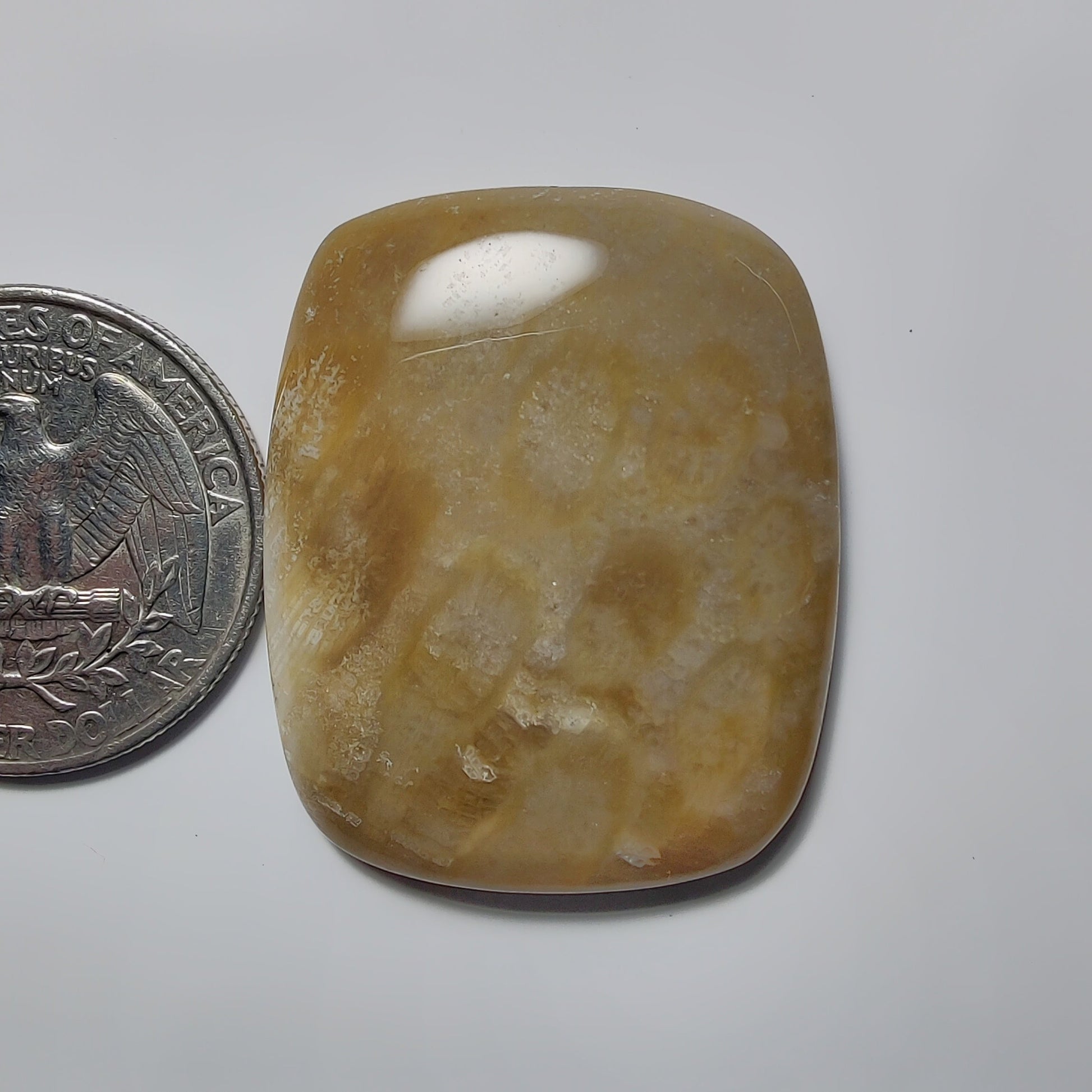 Fossil Coral