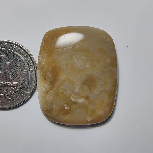 Fossil Coral