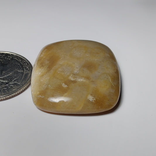Fossil Coral