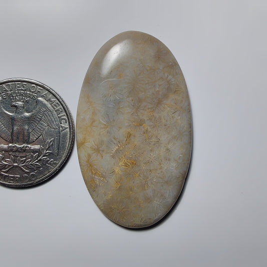 Fossil Coral
