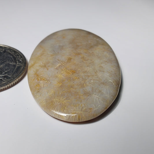 Fossil Coral