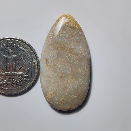 Fossil Coral