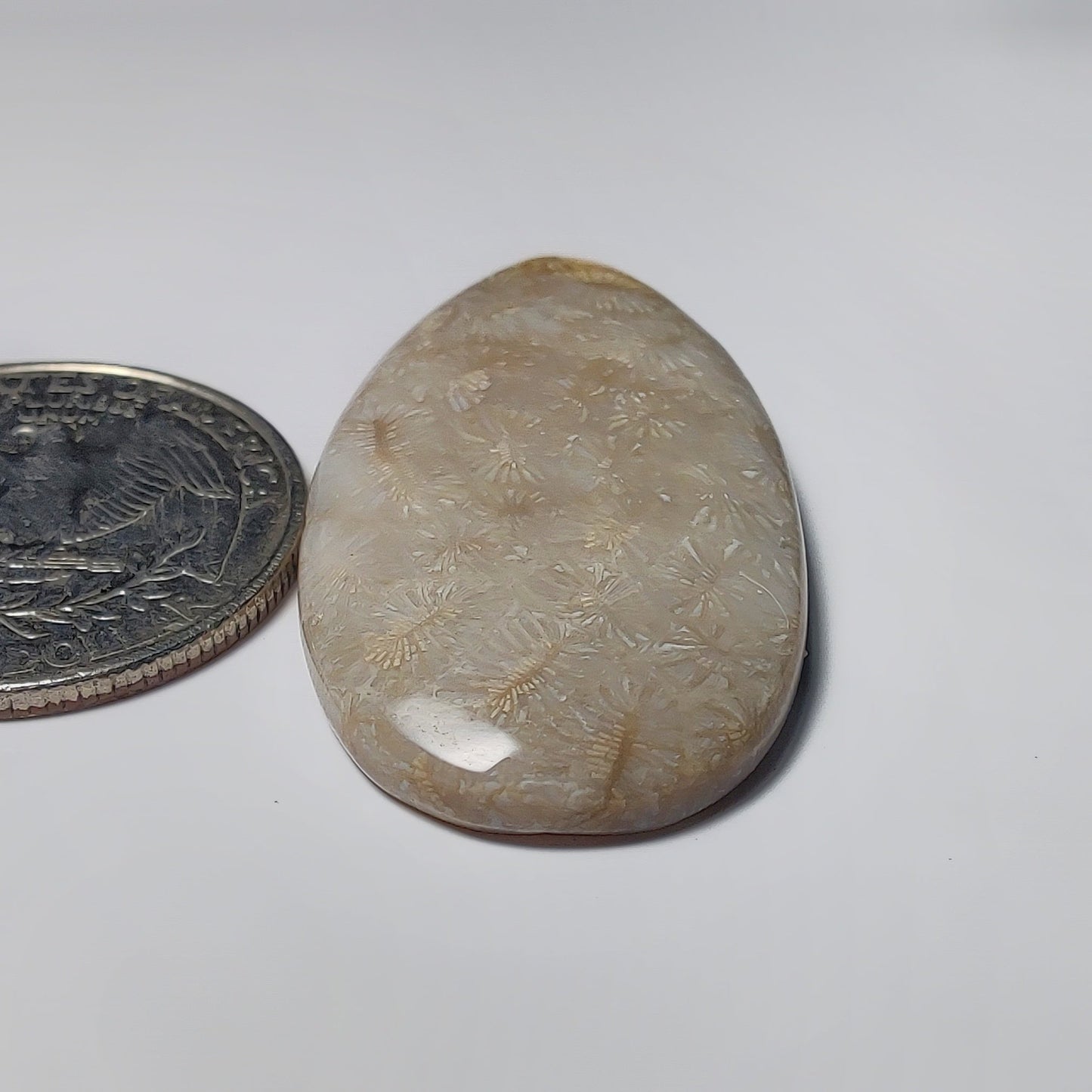 Fossil Coral