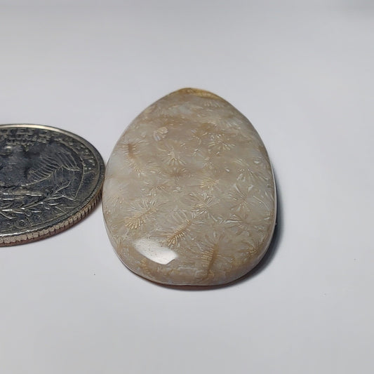 Fossil Coral