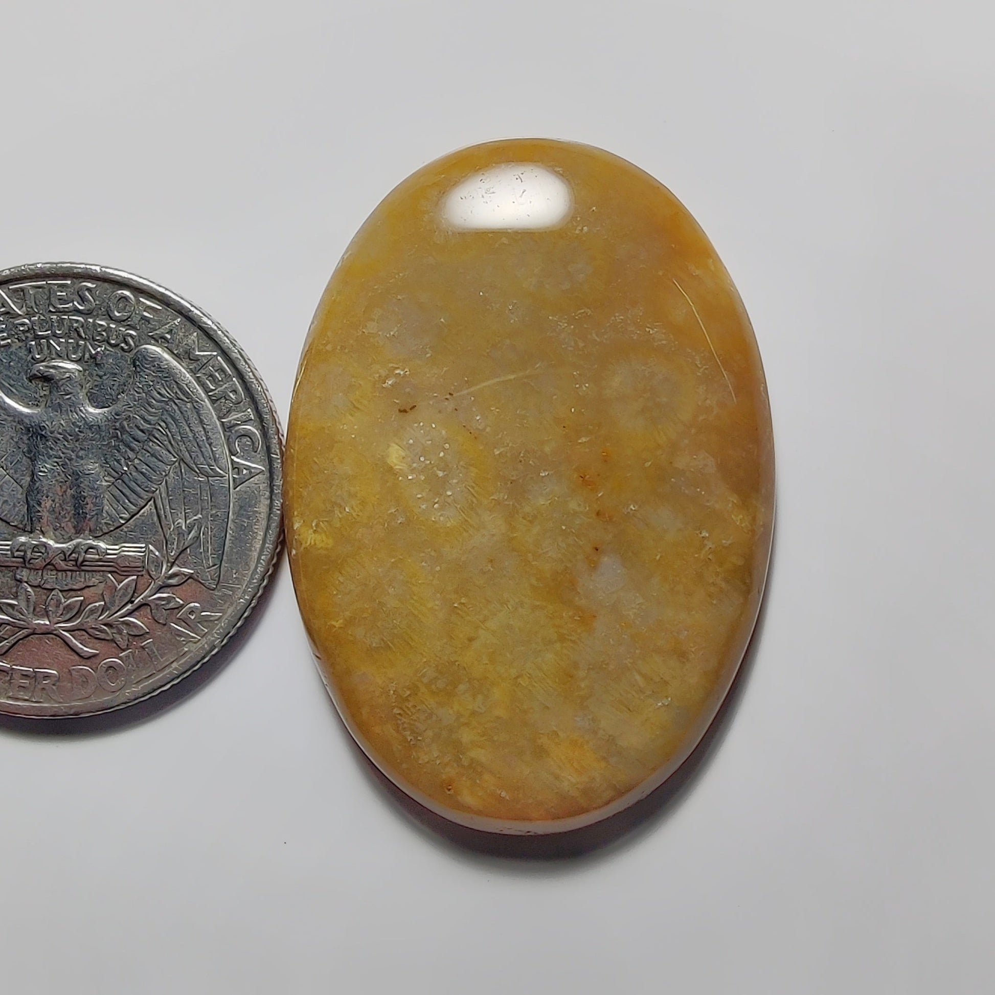 Fossil Coral
