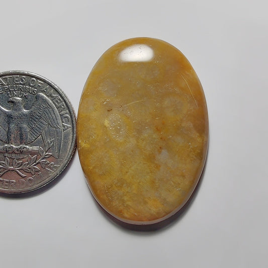 Fossil Coral