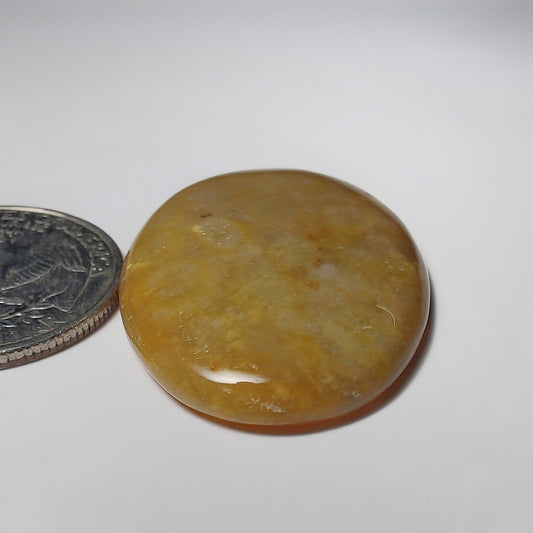 Fossil Coral