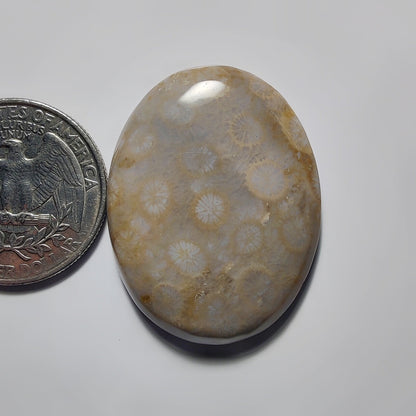 Fossil Coral