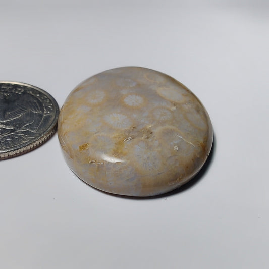 Fossil Coral