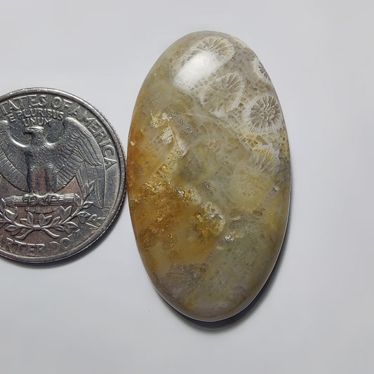 Fossil Coral