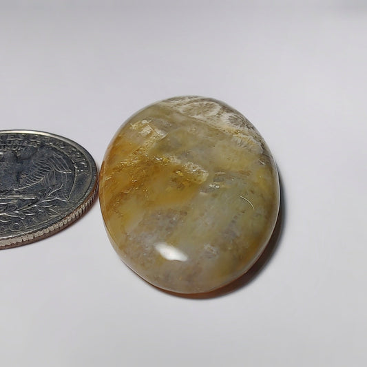 Fossil Coral
