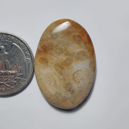 Fossil Coral