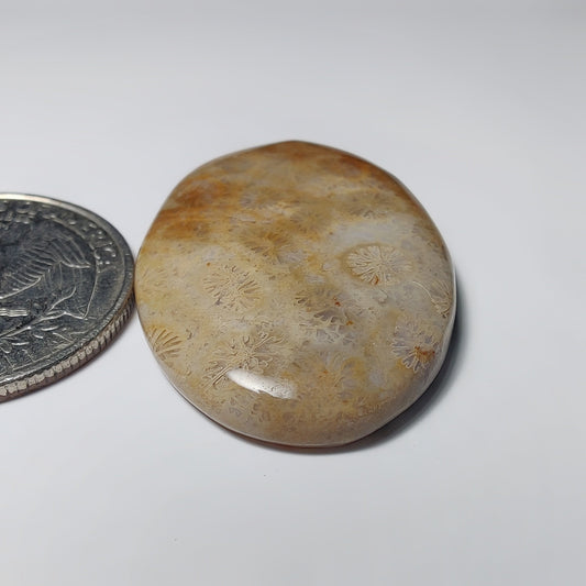 Fossil Coral