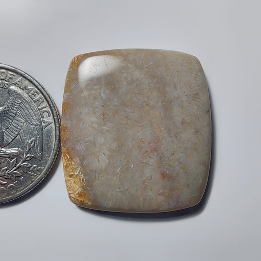 Fossil Coral