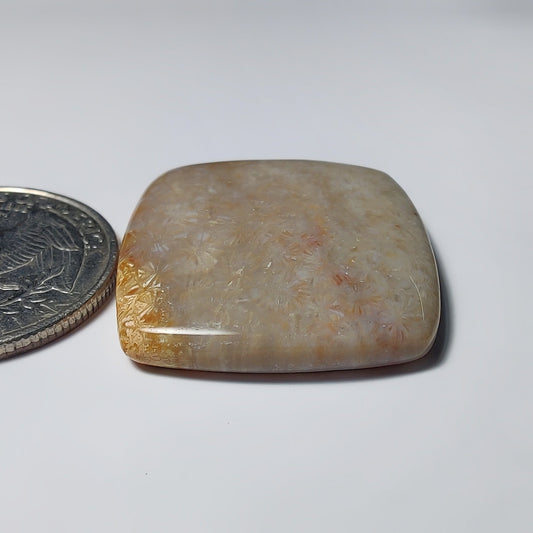 Fossil Coral