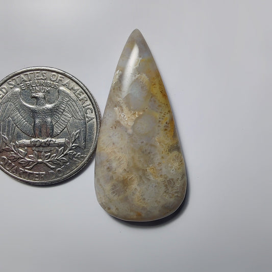 Fossil Coral