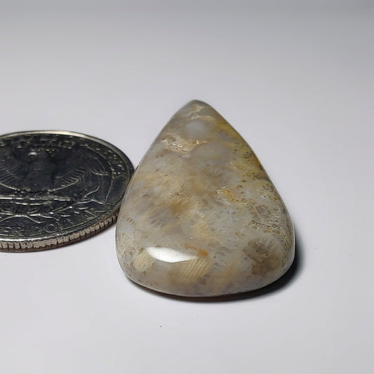 Fossil Coral
