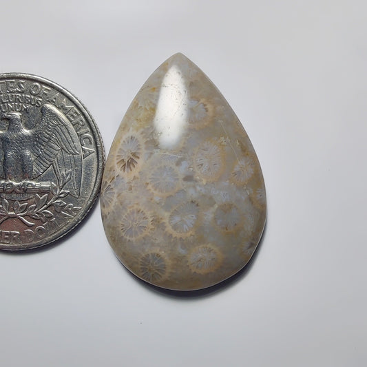 Fossil Coral