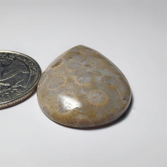 Fossil Coral