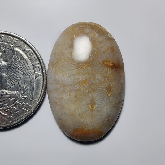 Fossil Coral