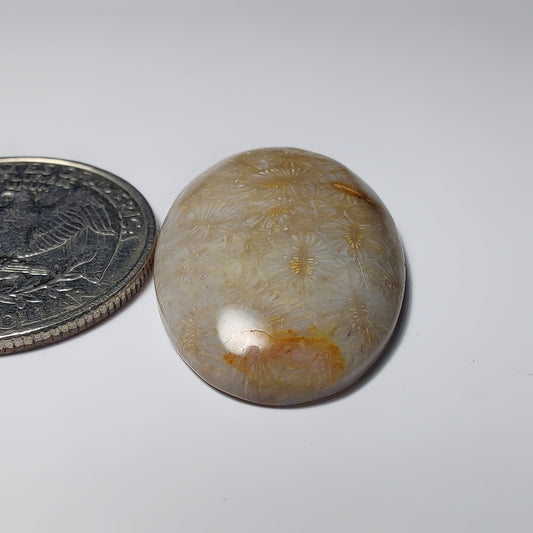Fossil Coral