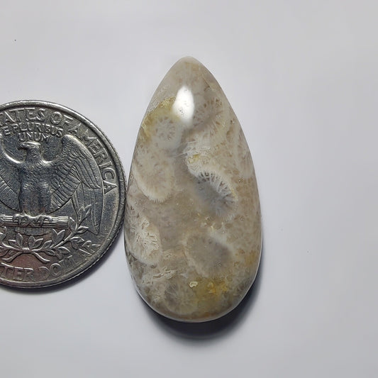 Fossil Coral