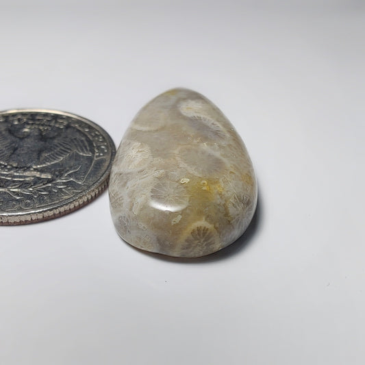 Fossil Coral