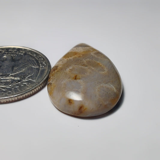 Fossil Coral