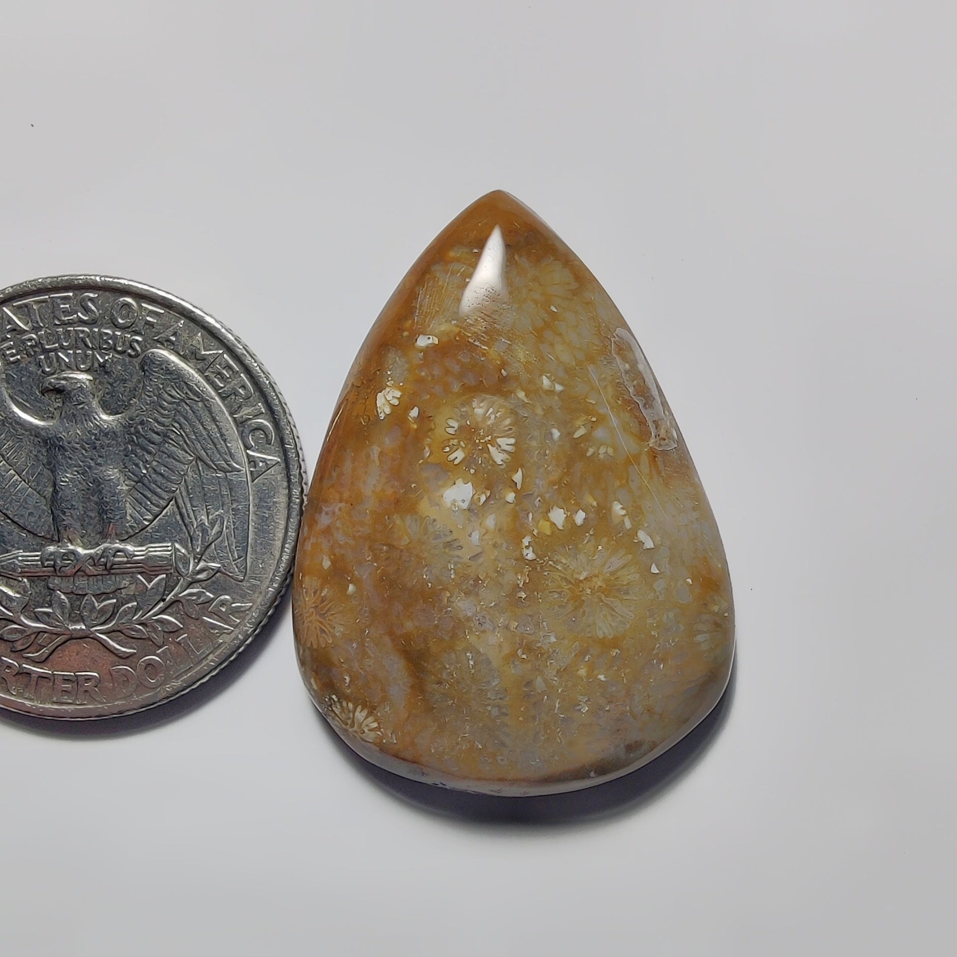 Fossil Coral