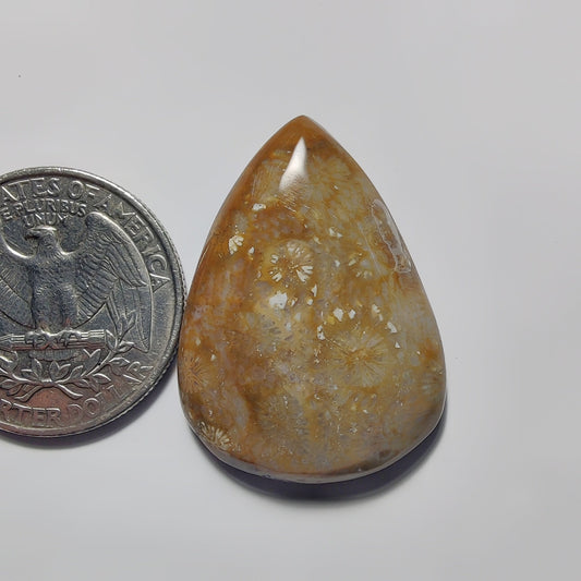 Fossil Coral