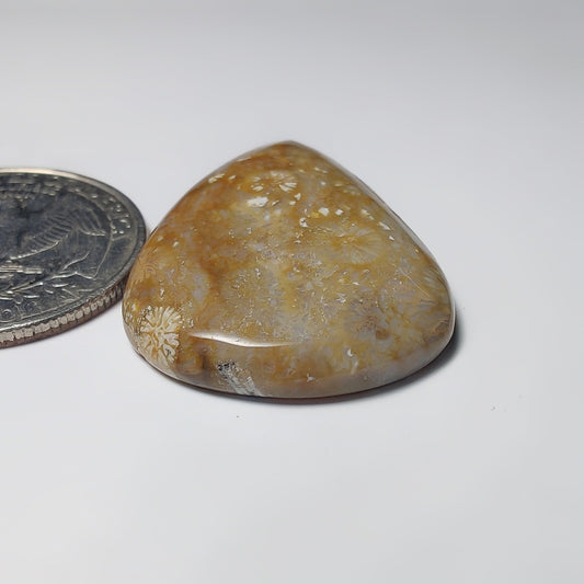 Fossil Coral