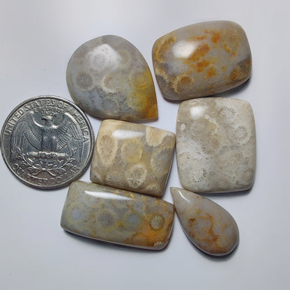 Fossil Coral Lot