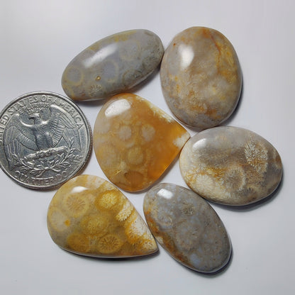 Fossil Coral Lot