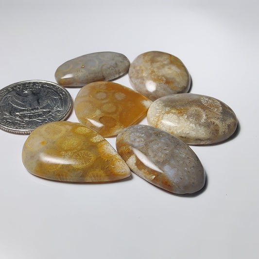 Fossil Coral Lot