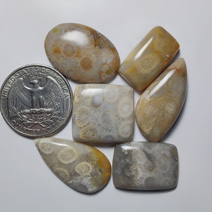 Fossil Coral Lot