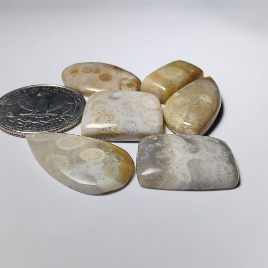 Fossil Coral Lot