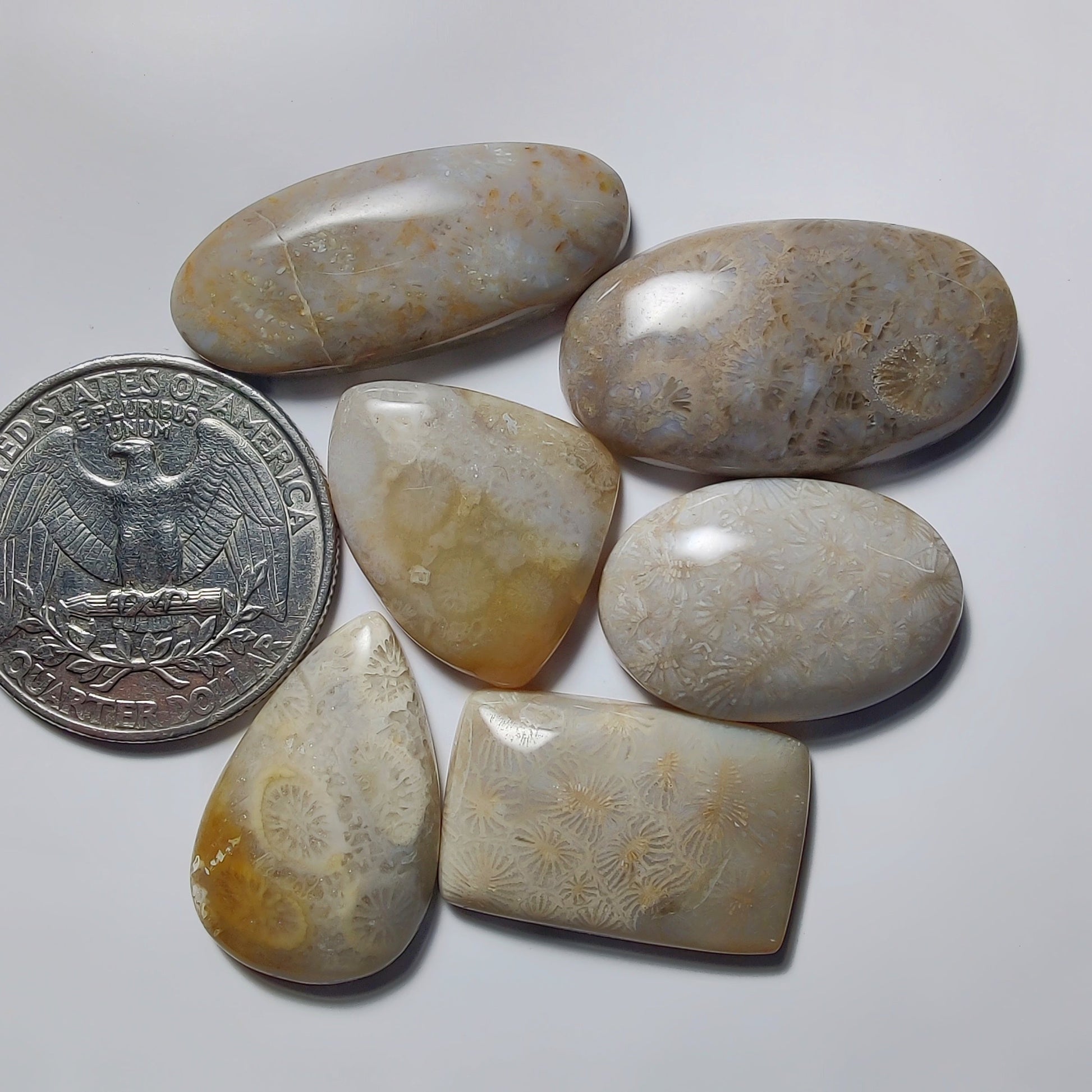 Fossil Coral Lot
