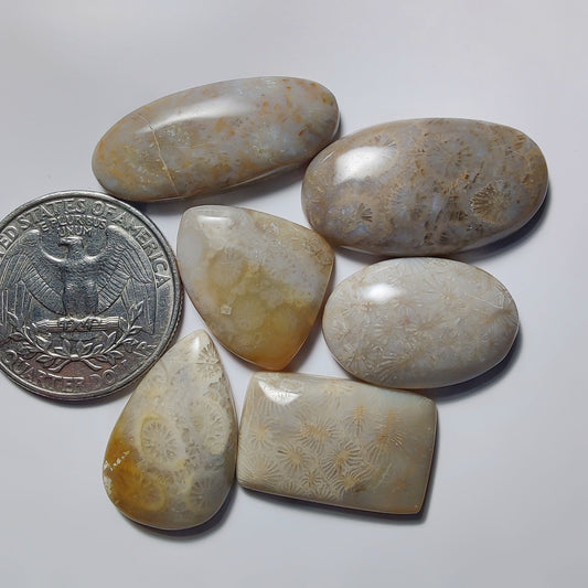Fossil Coral Lot