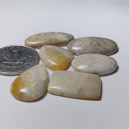 Fossil Coral Lot