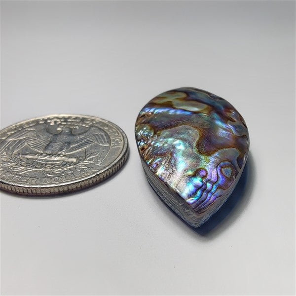 Abalone Shell