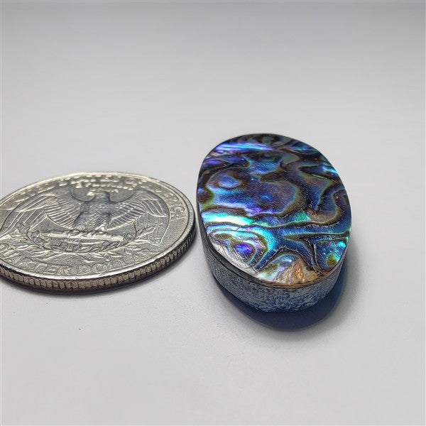Abalone Shell